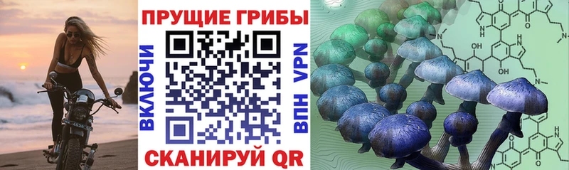 Галлюциногенные грибы Cubensis  Мосальск 